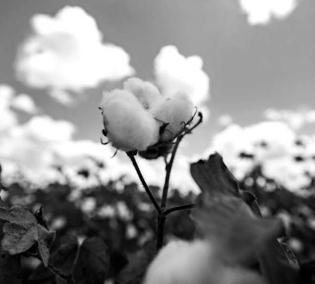 Texas A&M AgriLife Extension Service experts say cotton prices have rallied, but growing conditions remain mixed across the state’s major production regions. (Sam Craft/Texas A&amp;M AgriLife)