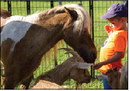 Fun at the Olton Sandhills Dog Show and Petting Zoo