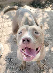 BIG BOY is roughly two years old. He is a Pit mix and a gentle giant. He is very sweet, loving and seeking a running and cuddle buddy. (Submitted Photo)