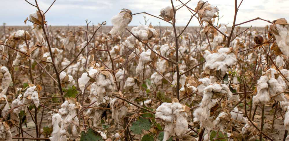 Cotton droops in Lamb County, Nov. 4, 2024. The product is still salvageable as long as it does not hit the ground, CEO of Texas Producers Co-Op Justin Bellar said. (Staff Photo by Madison Vidales)
