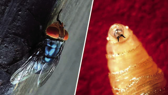 The New World Screwworm is not a worm. It is a parasitic fly whose larvae burrow into and feed on the living flesh of warm-blooded animals, particularly livestock, wildlife, pets, and, in rare cases, humans.