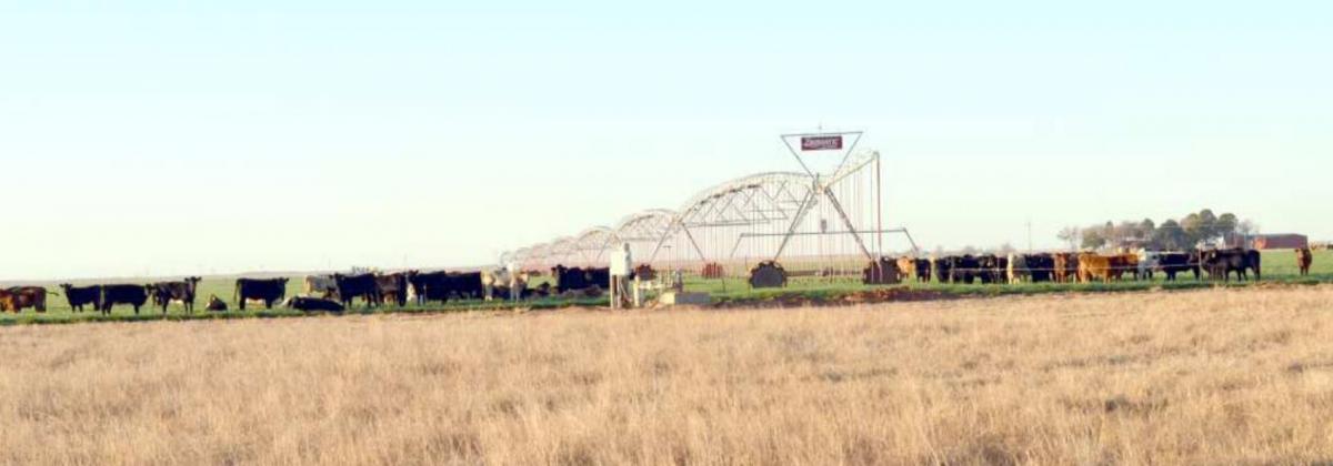 CATTLE LOVE WATER SPRINKLER--These cattle on an irrigated wheat field, west of Olton were hovering around the end of this irrigation sprinkler early one morning. Some were still resting from overnight, while others were ready to begin grazing again.. (Staff Photo by Joella Lovvorn)