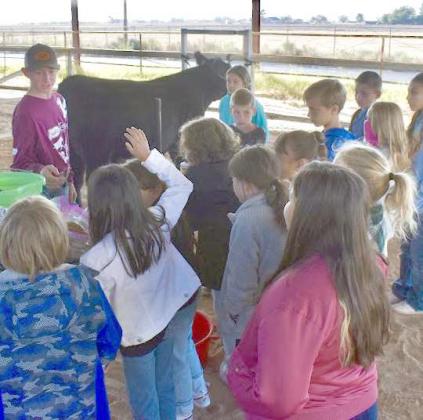 Ryan Muller- Cattle education: stock show cattle and pasture cattle. Used his Fort Worth Stock Show &amp;amp; Rodeo scramble heifer, Ashes, to demonstrate cattle care, animal husbandry, and demonstrated items and their uses. Kids were able to get an up close look at different feed types and see differences in breeds. (Submitted Photo)