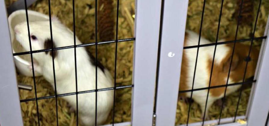 Lamb County Library pets are named