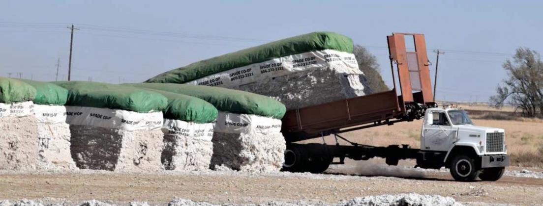 COTTON GINNING season is in full effect, as another module is headed to the gin for processing. (Photo by Ann Reagan)