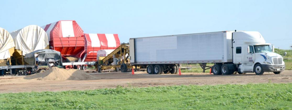 LOADING POTATOES – Trucks have been backing up to this potato loader for several days at the CSS Farms south of Olton. Digging equipment was still working Friday morning, and bringing the fresh potatoes to this loading unit. Here the loads are checked for foreign plants or materials, and removed, before being washed clean, scanned again for damaged potatoes, then loaded onto semi-truck trailers, to be taken to several locations for processing. (Staff Photo by Joella Lovvorn)