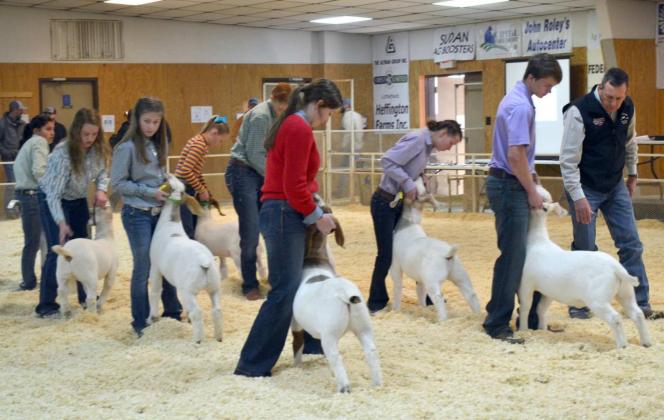 Goat Championship Drive and Showmanships