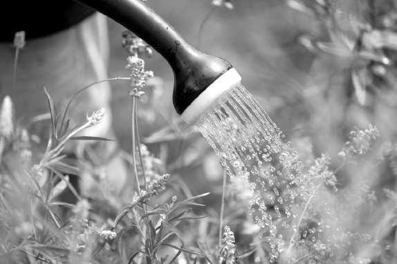 Keeping lawns and landscape plants looking good can be a challenge during the heat of summer. But knowing a few basics, like when and how to water or choosing drought-tolerant plants for around the house, can make it a breeze. (Submitted Photo)