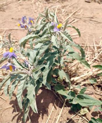 WEST PLAINS IPM UPDATE