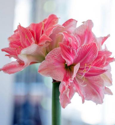 SWEET NYMPH DOUBLE AMARYLLIS has layers of creamy white petals decorated with coral pink stripes. (Photo courtesy of Longfield-Gardens.com)