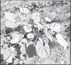 WEST PLAINS IPM UPDATE
