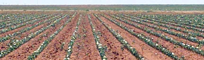 CROP AND PEST SITUATION