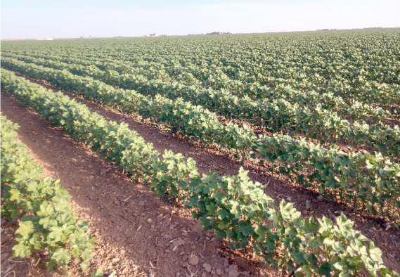 CROP AND PEST SITUATION