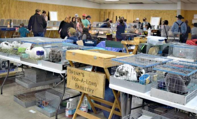 Lamb County Hosts American Rabbit Breeders Assoc. Shows
