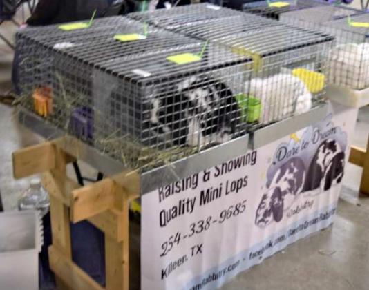 Lamb County Hosts American Rabbit Breeders Assoc. Shows