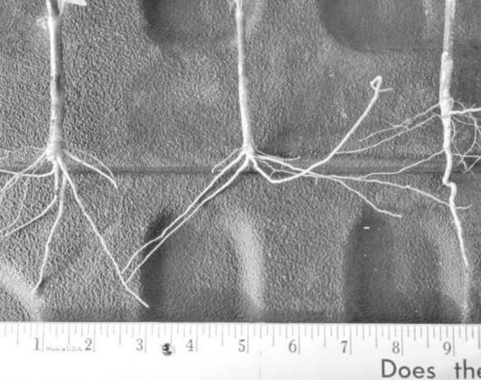 COTTON ROOTS pulled from a field with soil compaction at 4-8" depth, despite rainfall. A very common issue on minimum till. (Photo courtesy Kerry Siders)