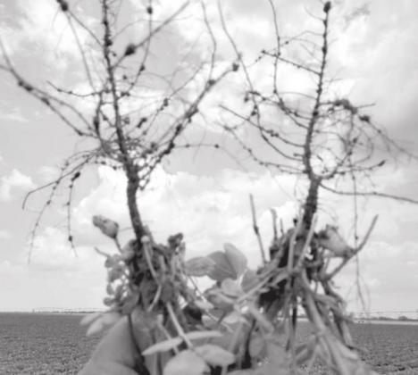 A HEALTHY PEANUT PLANT with good peg and pod development. An unusually good nodulation or roots in a field not inoculated at plant. (Photo courtesy Kerry Siders)