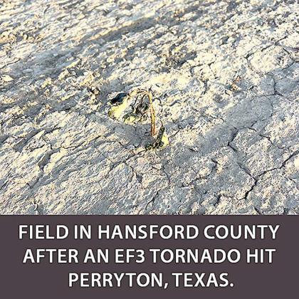 Texas High Plains Crop Conditions — Need Another Rain