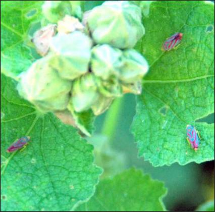 LIGHTWEIGHT horticulture oil can be applied to garden plants during the growing season to manage insects like these leafhoppers. (Photo courtesy of MelindaMyers.com) (Photo courtesy of MelindaMyers.com)