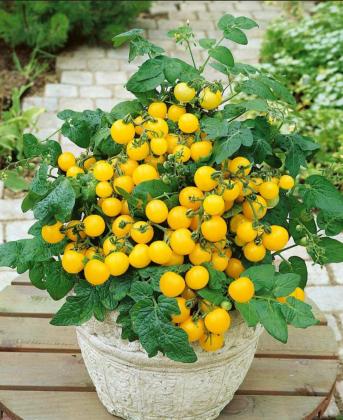 ALL-AMERICA SELECTIONS winner Patio Choice Yellow Sweet is a compact tomato variety perfect for containers, patios or balconies. (Photo credit: All-America Selections)