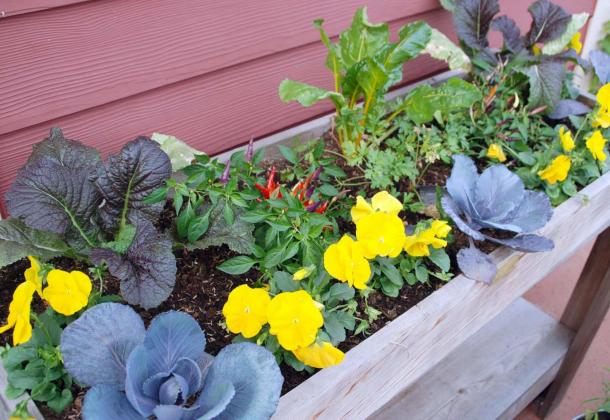 GET THE MOST out of your elevated garden by spacing plants just far enough apart to reach their mature size. (Photo courtesy of MelindaMyers.com)