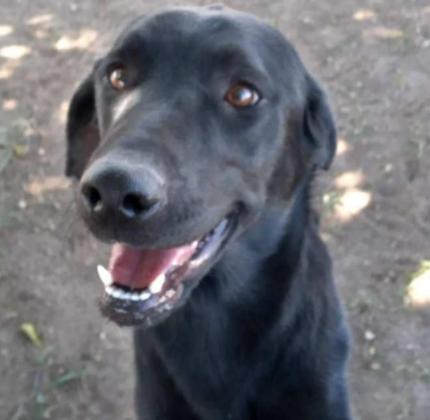 HI! MY NAME IS AMINA. I think I’m about 3 years old. I’m a Black Lab Mix. I do well with other dogs and children. If I’m introduced slowly to cats, I don’t seem to mind them, either. My former owner didn’t feed me very well and the nice lady at the shelter says I’m underweight. I really would like a “fur” ever home.