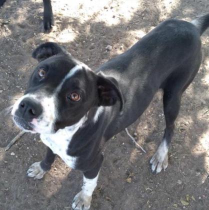 HI! MY NAME IS LUNA. I think I’m about 3 years old and I think I’m a Lab mix. I’m good with other dogs and kids. I haven’t always been treated right by people so I am a little shy but once I warm up to you I REALLY love to play. Could you be my “fur” ever home?
