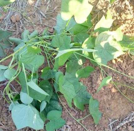 WEED OF THE WEEK -- Morning Glory