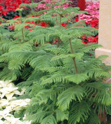 NORFOLK ISLAND PINE makes a great indoor holiday tree especially when combined with holiday plants or decorated with garland and small ornaments. (Photo courtesy of MelindaMyers.com)
