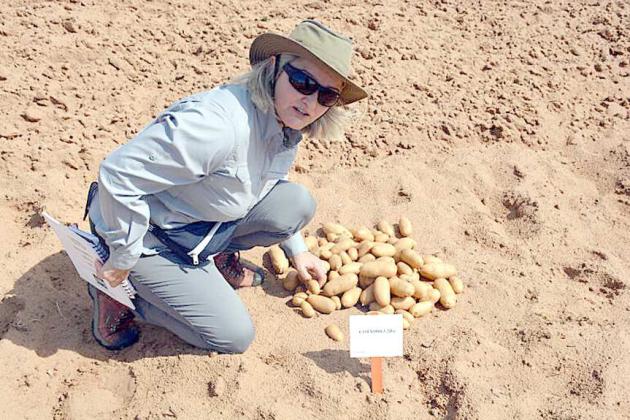 ISABEL VALES, PH.D., Texas A&amp;M AgriLife Research potato breeder, shows off a new variety during the 2022 field day. More than 134 potato clones will be on display at the field day on July 18 near Springlake. (Texas A&amp;M AgriLife photo by Kay Ledbetter)