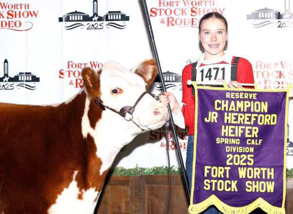 Saige Beerwinkle, Earth FFA , earned Reserve Champion Spring Heifer Calf with CH MS Paisley 416 in the Hereford heifer division.