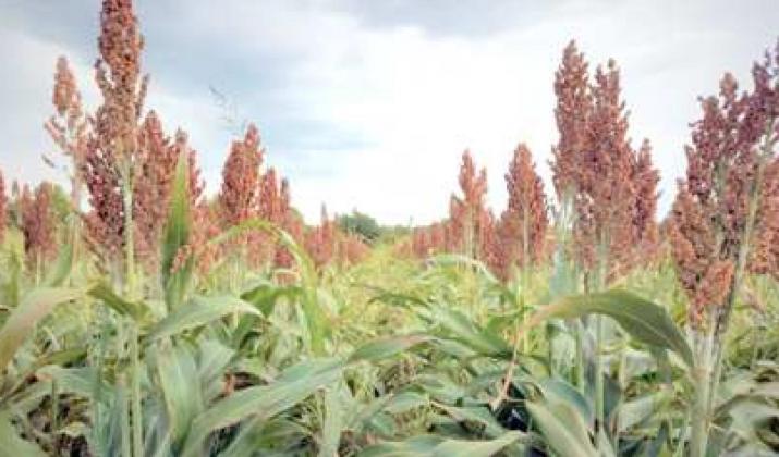 GRAIN SORGHUM could surpass corn in planted acres this year due to surging grain prices as the planting season ramps up around the state. (Texas A&amp;M AgriLife photo)