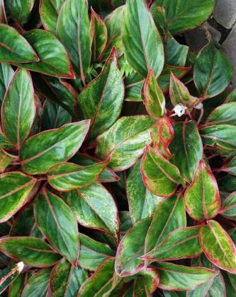 AGLAONEMA ‘SIAM RED’