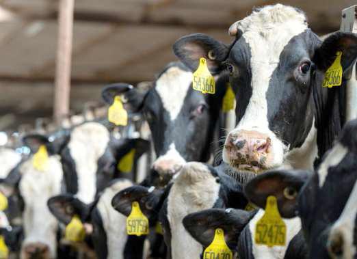 Dairy cattle individually cope with heat stress differently. Courtney Daigle, Ph.D., Texas A&amp;amp;M Department of Animal Science animal welfare specialist is trying to determine what makes the difference. (Texas A&amp;amp;M AgriLife photo by Michael Miller)