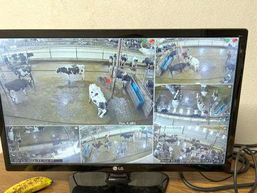 Cameras will be monitoring drinking and brush use behavior of dairy cows during the research project. (Texas A&amp;amp;M AgriLife photo by Courtney Daigle)