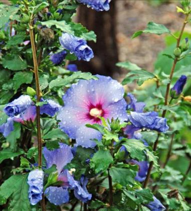 INCLUDE SHRUBS like this Blue Satin Rose of Sharon to add color and interest to the garden. (Photo courtesy of MelindaMyers.com)