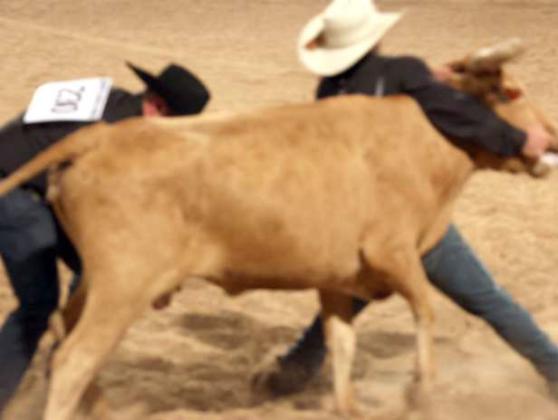 Before one milks a wild cow the critter has to be caught. (Photo by Ann Reagan)