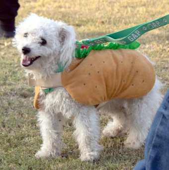 Among the human attendees, Babito the dog, dressed as a hot dog, attends the Crescent Park Church of Christ’s Trunk or Treat on Oct. 27, 2024. (Staff Photo by Madison Vidales)