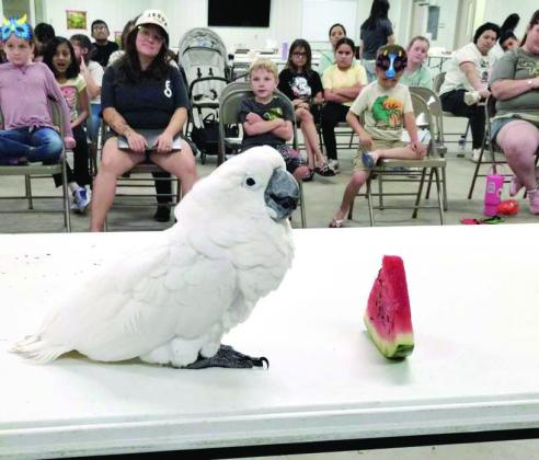 Lucy, an Umbrella Cockatoo, eats watermelon and entertains families during the Lamb County Library’s Summer Reading Program finale on July 1. (Photo by Leon Szaniszlo)