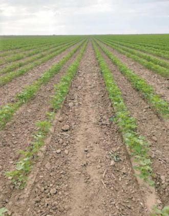 EXCELLENT RESULTS of cultivating out both weeds and volunteer cotton, 2022. (Submitted Photo)