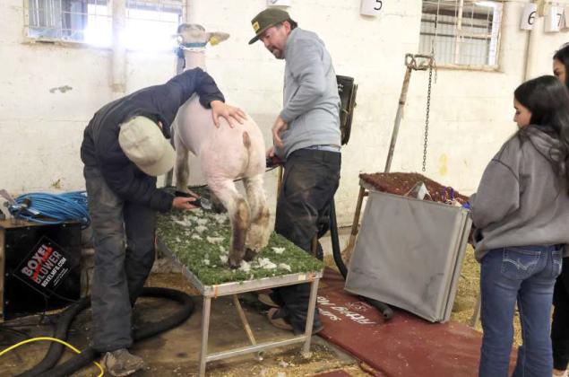 Getting ready for the 2024 Lamb County Jr. Livestock Show, Friday, January 5, 2024. (Photo by Ann Reagan)