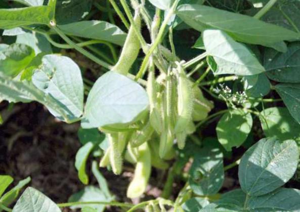 EDAMAME PODS are ready to harvest when they are plump, green, rough, and hairy. (Photo courtesy of MelindaMyers.com)