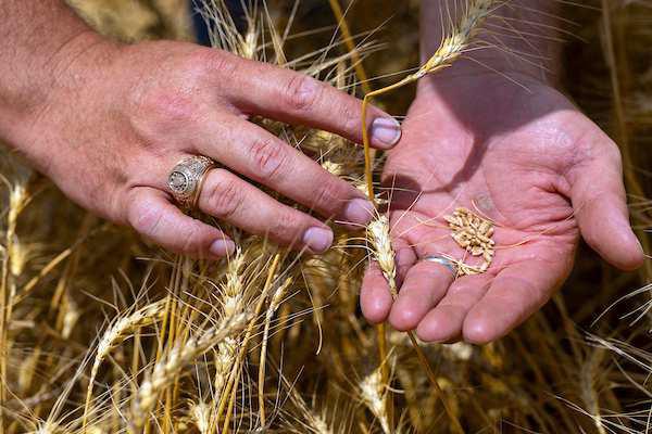 Wheat producers in most areas reported numerous problems related to weather or damage from above normal incidence of pests and disease, while a few areas produced the best yields in years. (Michael Miller/Texas A&amp;amp;M AgriLife)