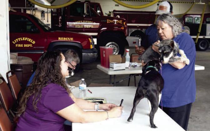 The City of Littlefield and Lamb County Veterinary Hospital hosted the annual vaccination event at the the Littlefield Fire Dept. on Saturday, May 6, 2023. The event offers residents the opportunity to vaccinate their dogs without having to make appointments during the work week. Vaccinations are required for all pets in the community. Dr. Schroeder’s Boston terrier reassures a pup who is being registered for vaccinations as April Jiminez registers his owner.