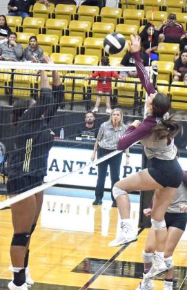 JULIE BOWNDS - Littlefield Lady Cats