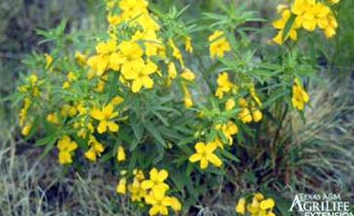 The webinar will cover toxic rangeland plants like twinleaf senna, which is dangerous for cattle, goats and chickens. (Texas A&amp;M AgriLife photo)