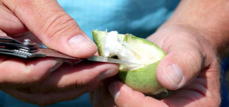 Partners with Nature: Crop and Pest Situation