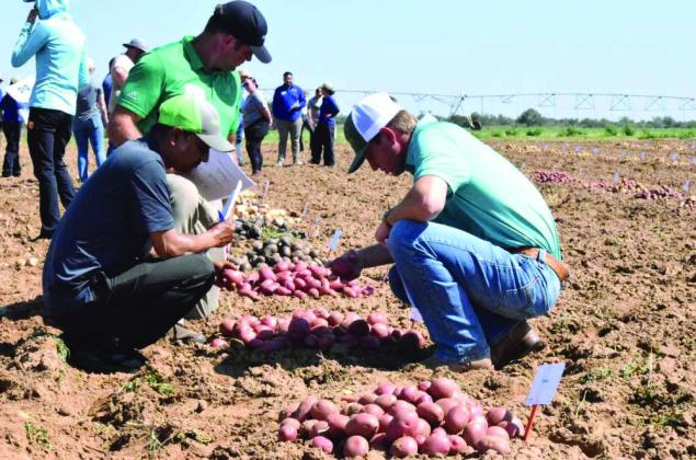 Participants get a firsthand look at new potato varieties and breeding efforts aimed at improving crop performance across Texas and beyond during Texas Potato Field Day on July 22 in Springlake, Texas. (Photo by Leon Szaniszlo)