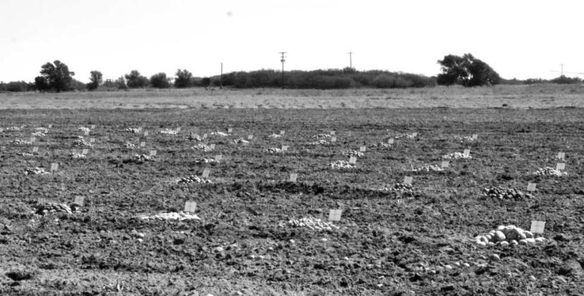 Event organizers laid out and labeled over 140 different potato cultivars during the Texas Potato Field Day on July 22 in Springlake, Texas. (Photo by Leon Szaniszlo)