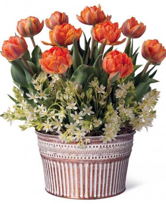 GIVE A GIFT OF MONTHS OF BLOOM, pre-planted bulbs to brighten up the recipient’s home during the winter months or all year long. (Photo courtesy of Gardener’s Supply Company/gardeners.com)
